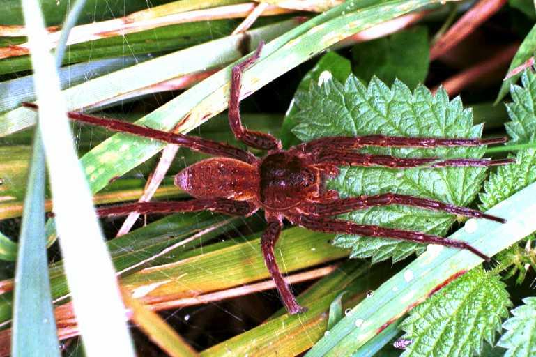 Dolomedes_plantarius_RF0633_O_82_Les Gris_Frankrijk.jpg